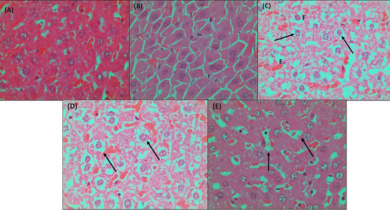 Fig. 5