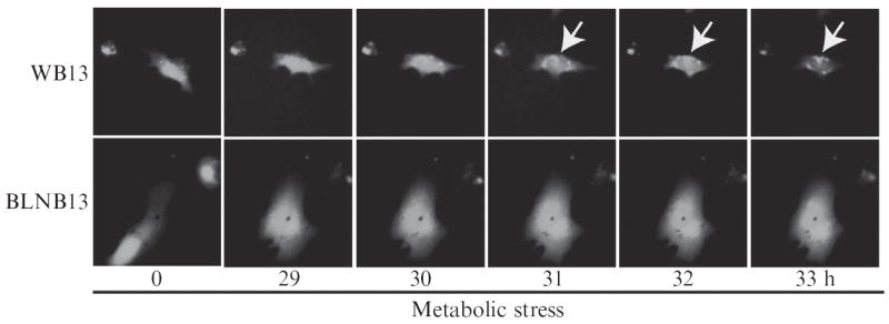 Figure 4.1