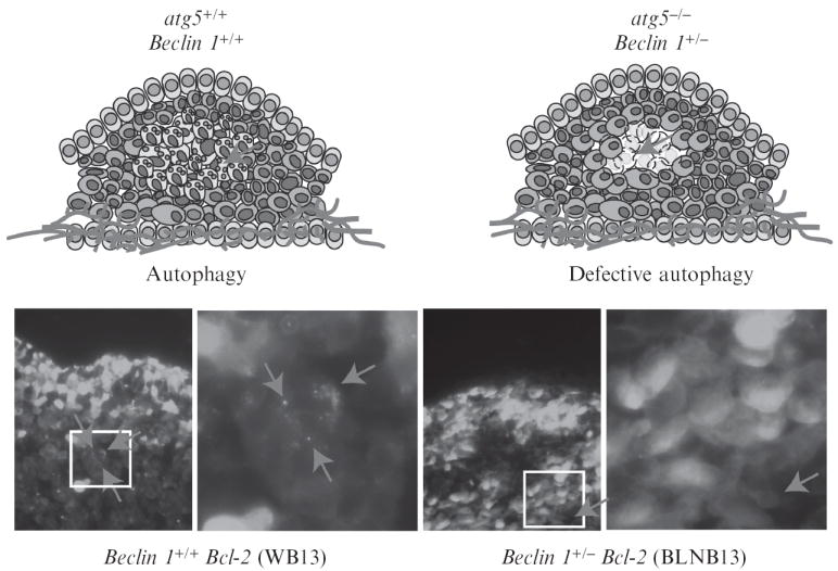 Figure 4.3