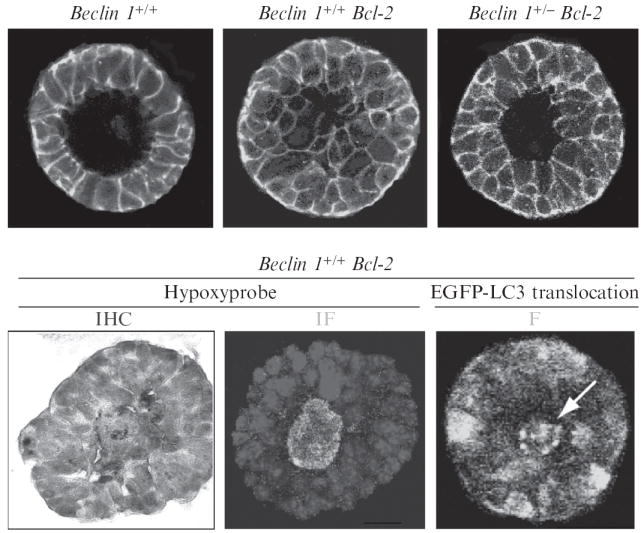 Figure 4.2