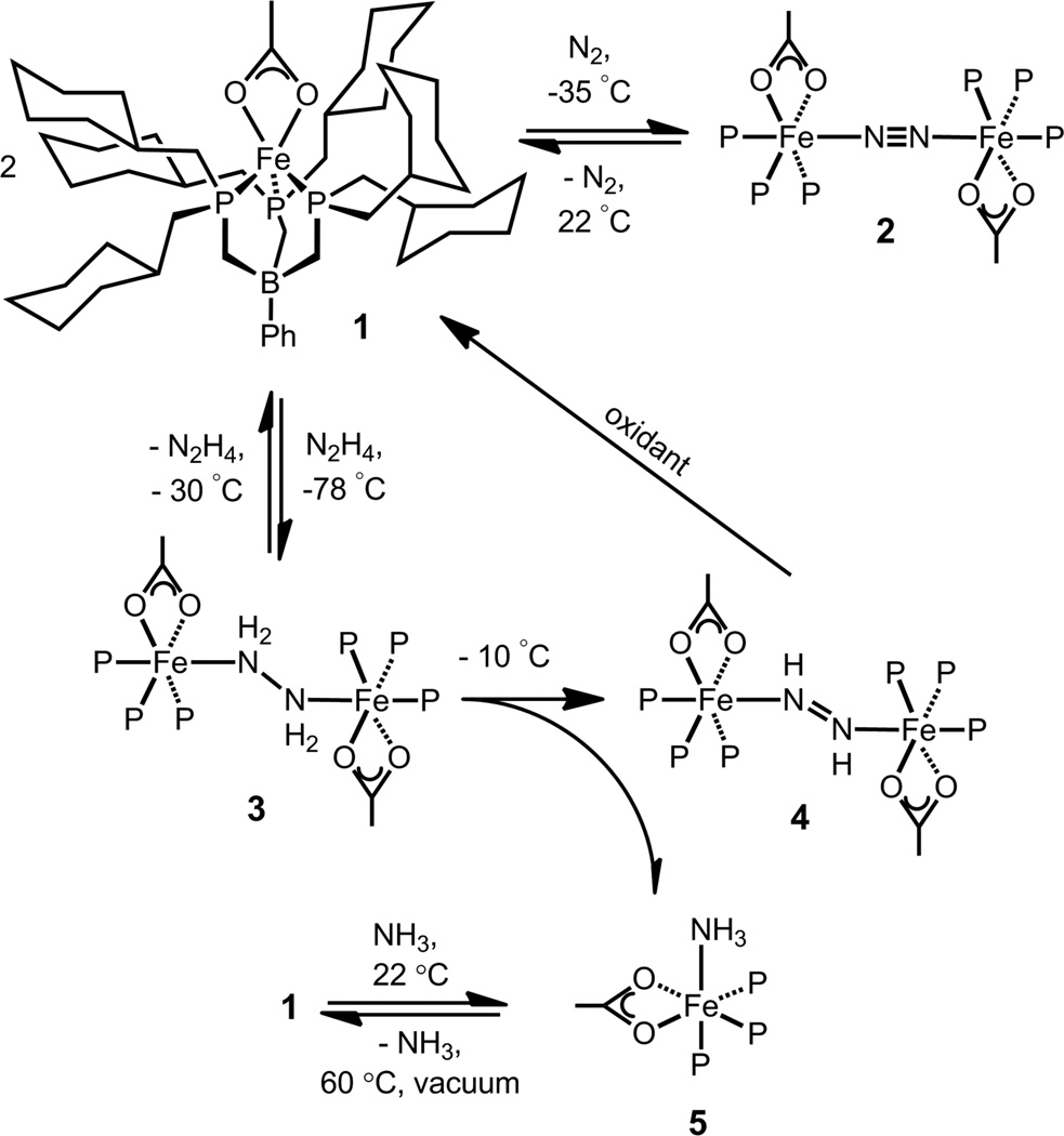 Scheme 1