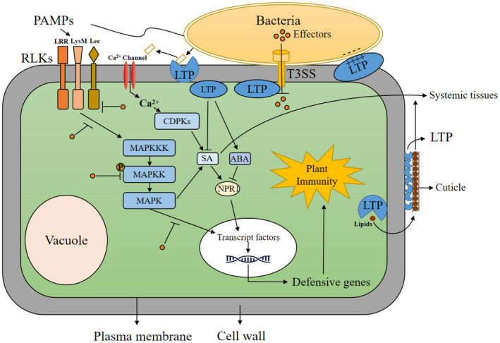 FIGURE 1