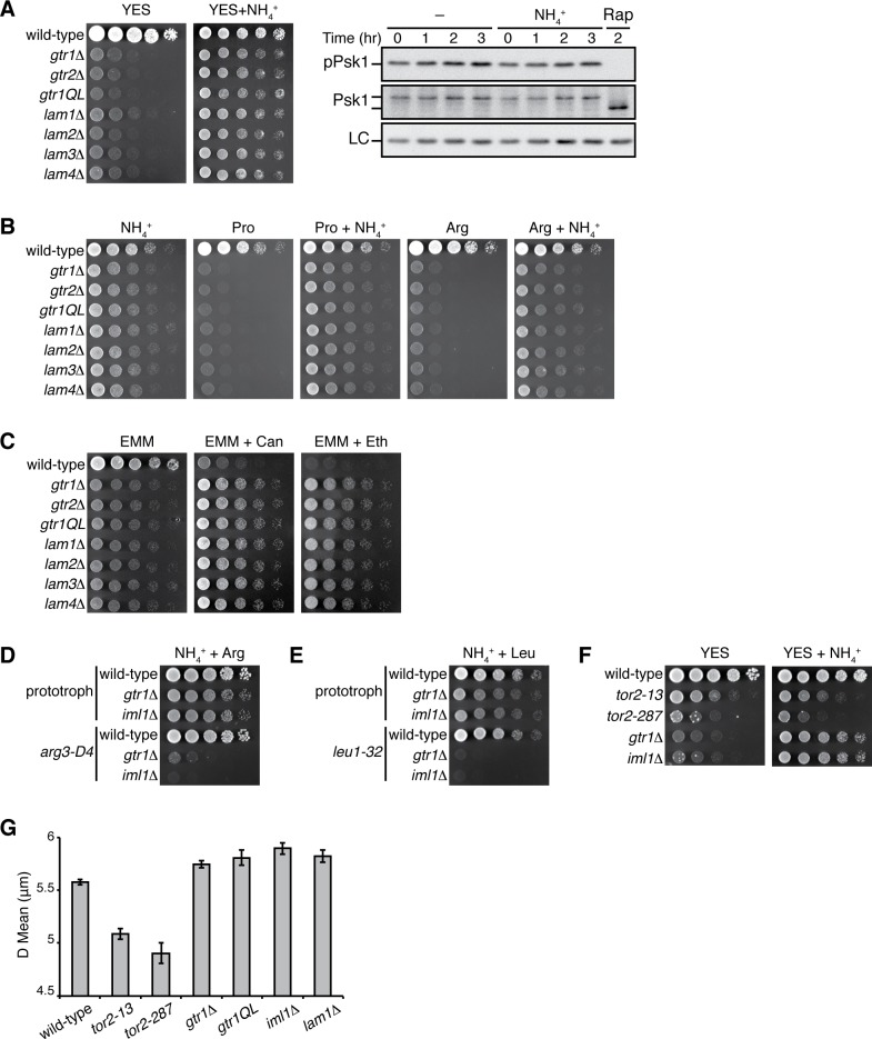 Figure 7—figure supplement 1.