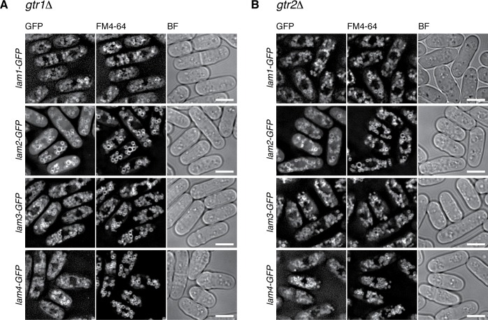 Figure 2—figure supplement 1.