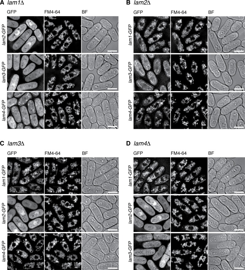 Figure 2—figure supplement 2.