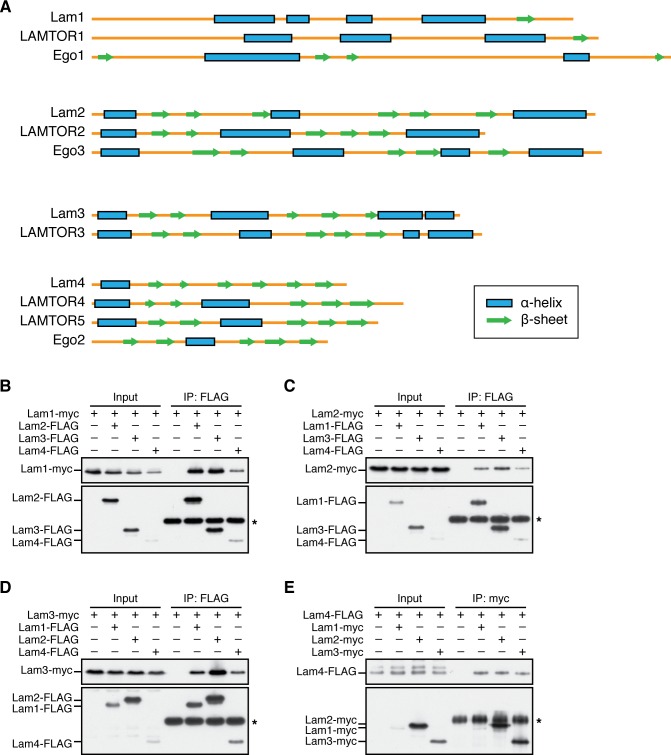 Figure 1—figure supplement 1.