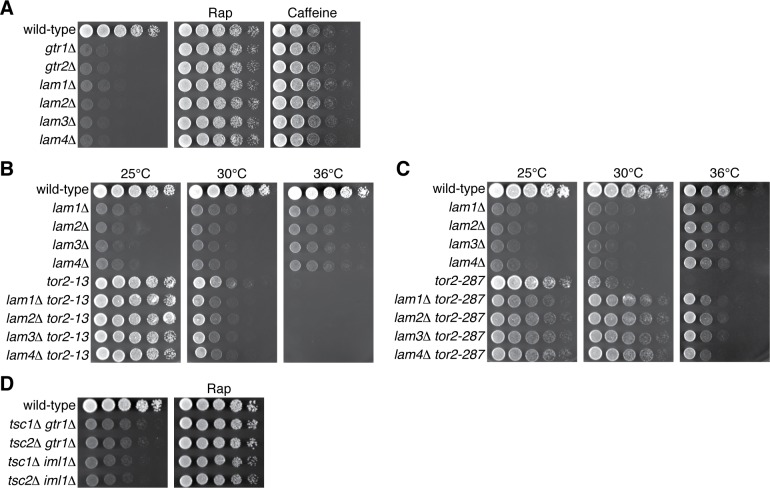 Figure 5—figure supplement 1.