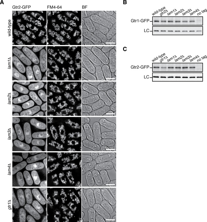 Figure 3—figure supplement 1.