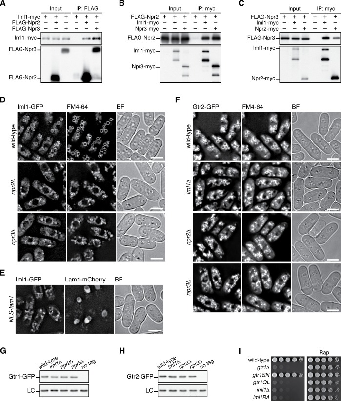 Figure 4—figure supplement 2.