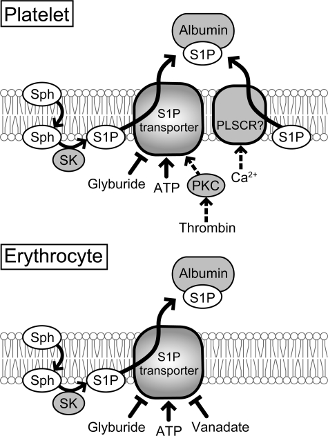 FIGURE 9.