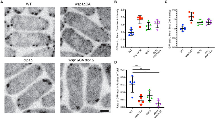 Figure 1—figure supplement 1.