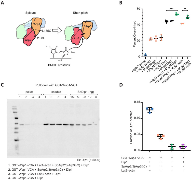 Figure 4—figure supplement 2.