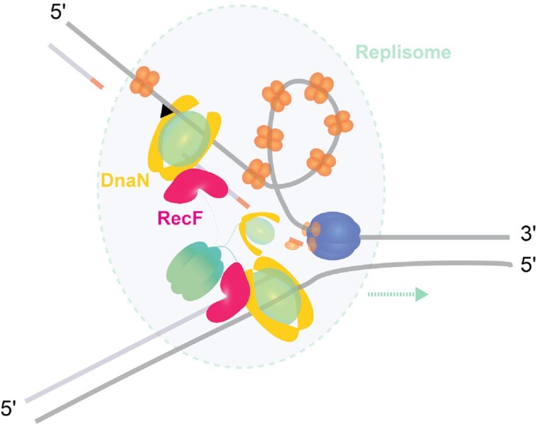 Graphical Abstract