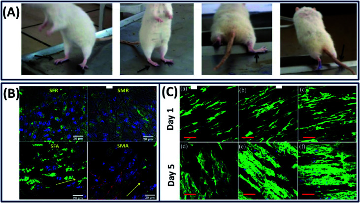 Fig. 12