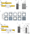 Figure 5