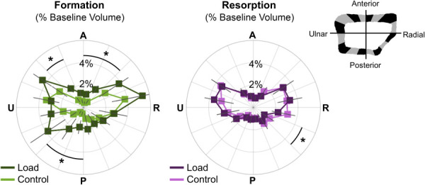 Angular distribution of formed (left) and resorbed (right) bone, as a percent of baseline cortical bone volume, in the load (n = 11) and control (n = 10) groups. Data presented as group means (error bars: SEM) for each sector spanning the anterior (A), ulnar (U), posterior (P), and radial (R) surfaces. *Indicates significant difference between groups.