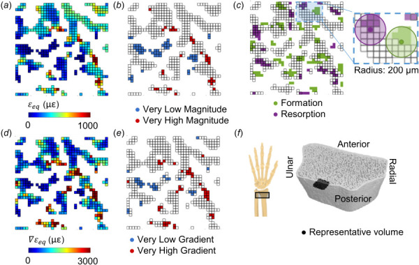 Energy equivalent strain (a) magnitude, εeq, and (d) gradient, ∇εeq, used to define very low and very high (b) magnitude and (e) gradient elements based on the 5th and 95th percentile values within the trabecular compartment. (c) Formation and resorption sites, with edges indicating elements present in the FE mesh based on the baseline scan. Inset shows 200 μm radius defining which FE elements are near formation and resorption sites in 3D. (f) Reconstructed HRpQCT mask of distal radius, indicating the position of the representative 3 × 3 × 0.2 mm trabecular volume in black.