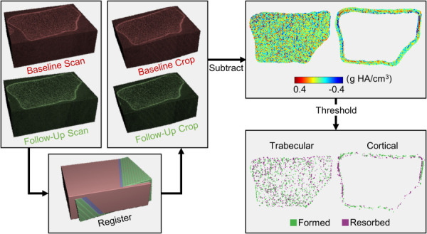 Workflow used to identify local bone formation and resorption sites. Baseline and follow-up HRpQCT grayscale images were aligned and cropped to the overlapping region. Cropped images were subtracted to obtain density difference maps for the trabecular and cortical compartments, which were thresholded to include continuous clusters of at least five voxels with a minimum change of 225 mg HA/cm3.