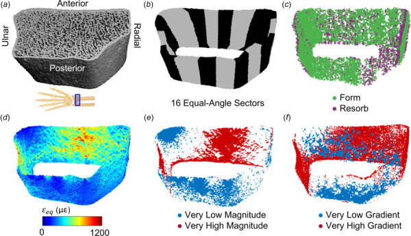 (a) Reconstructed HRpQCT mask of distal radius. (b) The cortical compartment was divided into sixteen equal-angle sectors defined relative to the radius centroid. (c) Cortical formation and resorption sites. (d) Energy equivalent strain within the cortical compartment, used to define very low and high strain (e) magnitude and (f) gradient elements based on 5th and 95th percentile values within the cortical bone compartment.