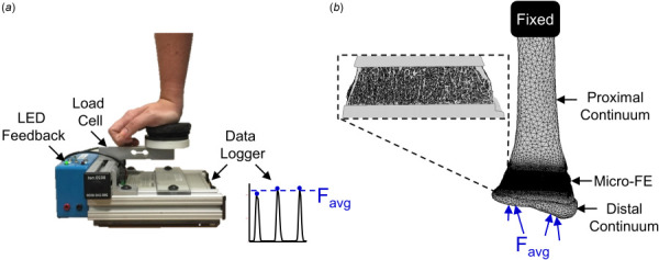 (a) Loading device used to perform forearm loading task. The vertical force was recorded and used to calculate the average applied force, Favg, for each participant in the load group. (b) Multiscale FE models were generated from participant-specific CT scans. For the load group, an axial force equal to the participant-specific average was applied at the distal end. For the control group, the applied force was equal to the overall average across the load group participants.