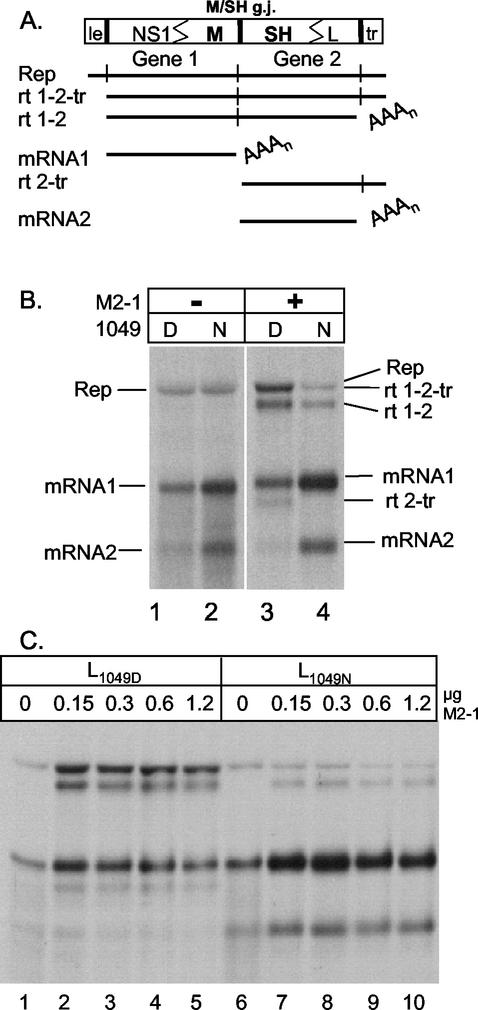 FIG. 2.