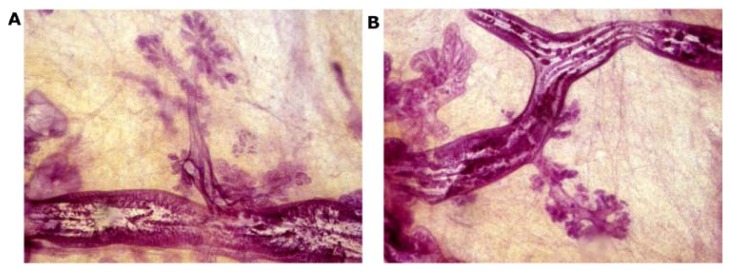 Figure 19