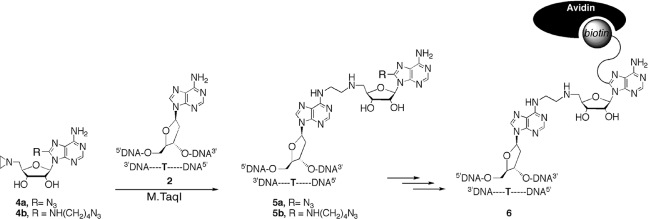 Scheme 2