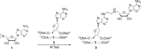 Scheme 1