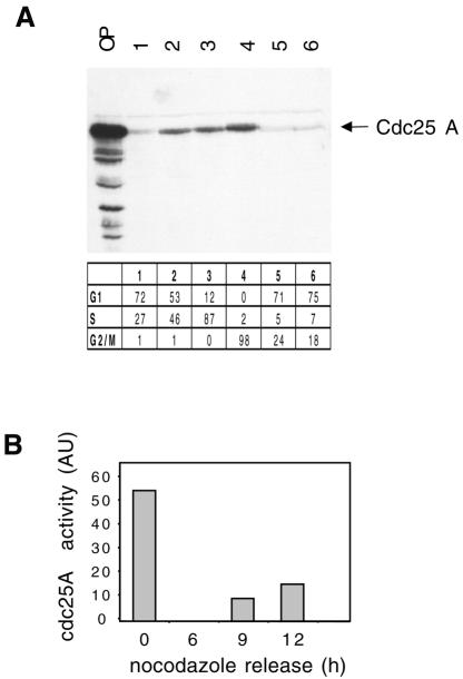 graphic file with name kvd01803.jpg