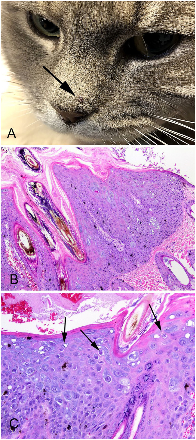 Figure 1.