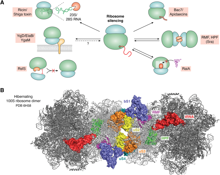 Figure 4