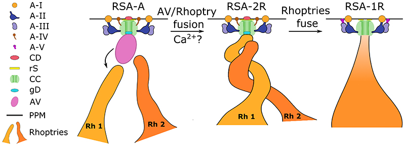 Figure 6