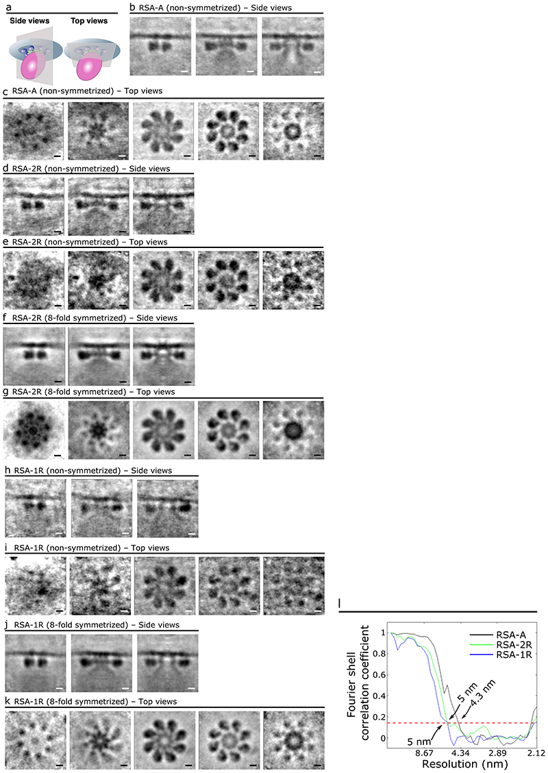 Extended Data Fig. 5