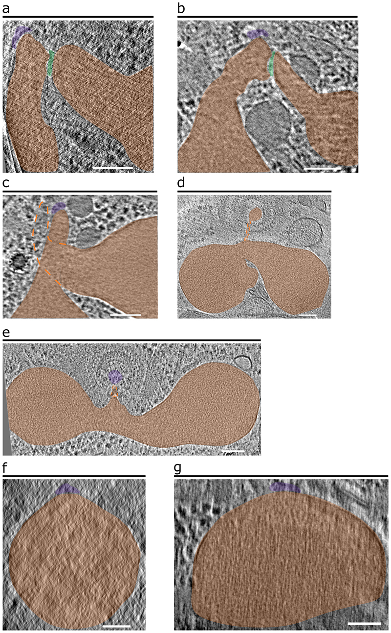 Extended Data Fig. 4