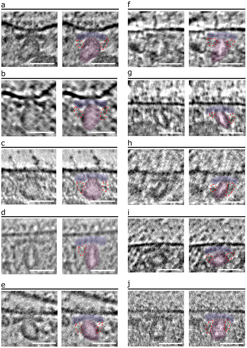 Extended Data Fig. 6