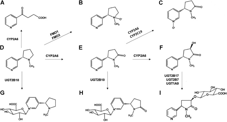 Figure 1. Metabolic scheme for nicotine. A, 4-hydroxy-4-(3-pyridyl)-butanoic acid (4HPBA), (B) nicotine-N’-oxide, (C) cotinine-N’-oxide, (D) nicotine, (E) cotinine, (F) trans-3′-hydroxycotinine (3HC), (G) nicotine-Glucuronide, (H) cotinine-Glucuronide, and (I) 3HC-Glucuronide.