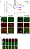 FIGURE 4: