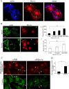 FIGURE 6: