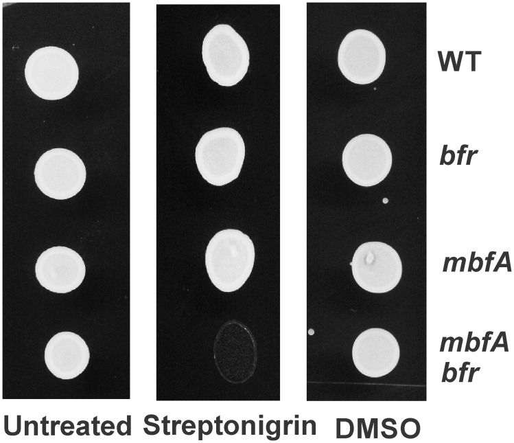 Fig 6