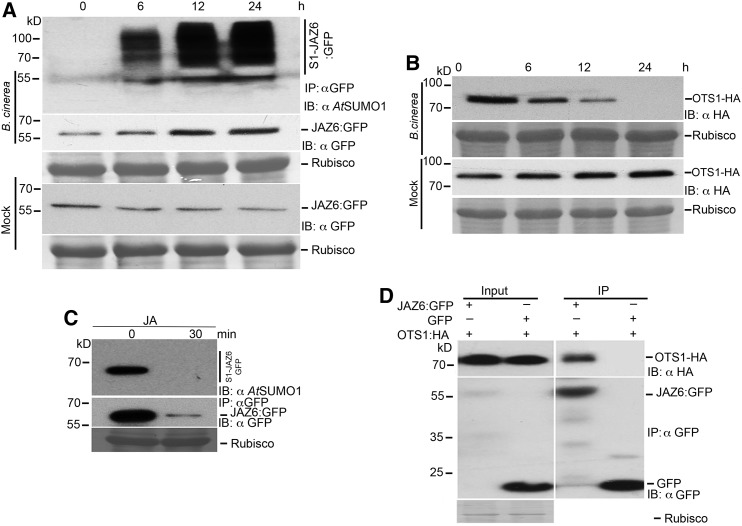 Figure 5.