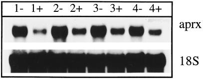 Figure 11