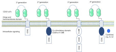 A single chain fragment of an anti-CD19 variable region (scFv) is connected to a hinge and transmembrane domain, which is attached to the intracellular signal transduction domain. The 1<sup>st</sup> generation CD19 CAR T-cells were engineered with CD3ζ as the sole of the signal transduction domain; 2<sup>nd</sup> generation CD19 CAR T-cells added a co-stimulatory domain, either CD28 or 4-1BB; 3<sup>rd</sup> generation CD19 CAR T-cells added a second co-stimulatory domain; 4<sup>th</sup> generation CD19 CAR T-cells have a single co-stimulatory domain, but have been engineered to express cytokines or costimulatory ligands. This figure was created with images adapted from Servier Medical Art by Servier. Original images are licensed under a Creative Commons Attribution 3.0 Unported License.