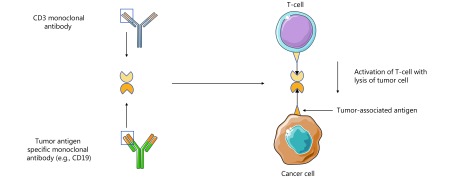 BiTEs consist of two single-chain variable fragments (scFv) of monoclonal antibodies joined by a linker. One scFv domain recognizes CD3ζ on T-cells, while the other scFv binds tumor specific antigens. The scFv of the antibody targets surround T-cells to specific antigen-expressing tumor cells, allowing for T-cell activation to occur exclusively between tumor-associated antigens and CD3ζ. This figure was created with images adapted from Servier Medical Art by Servier. Original images are licensed under a Creative Commons Attribution 3.0 Unported License.