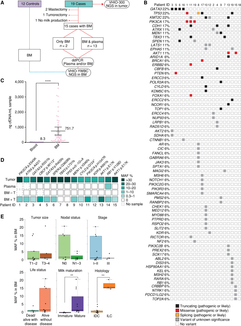 Figure 1. Genomic profile of tumor tissue and matched plasma and BM ctDNA. A, Cohorts included in the study, samples, and workflow. ddPCR, droplet digital PCR; NGS, next-generation sequencing. B, Oncoprint of all solid tumors analyzed by NGS from the case cohort (n = 19). C, cfDNA concentration purified from blood samples of the case group (n = 12) and compared with BM samples collected from the control and case groups (n = 49). Individual values, mean, and 95% confidence interval are included. Nonparametric two-sided Mann–Whitney–Wilcoxon test was performed (****, P < 0.0001). D, Targeted detection of selected clonal variants by ddPCR in the parallel tumor, plasma, and BM samples from the affected breast (BM + T n = 15; BM – T n = 13) from the case cohort. E, Association between MAF percentage and tumor size, nodal status, disease stage, current life status, milk maturation, and histology (Mann–Whitney–Wilcoxon test; **, P < 0.01). IDC, invasive ductal carcinoma; ILC, invasive lobular carcinoma.