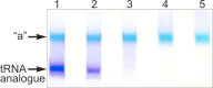 Fig. (3)