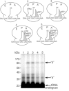 Fig. (7)