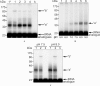 Fig. (5)