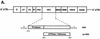 FIG. 1