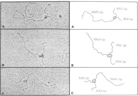 graphic file with name pnas00259-0161-a.jpg