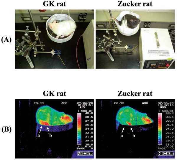 Figure 2: